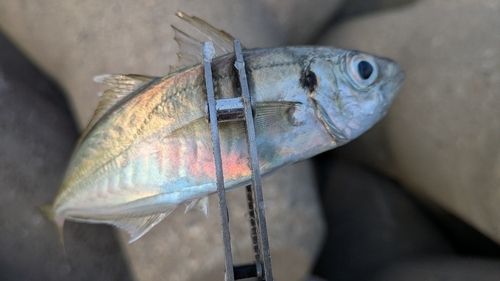 マアジの釣果