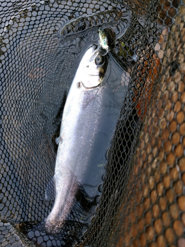 ニジマスの釣果