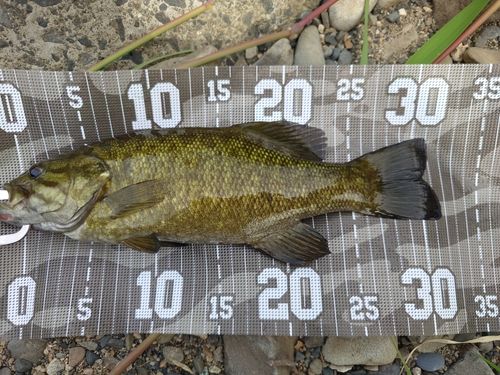 スモールマウスバスの釣果