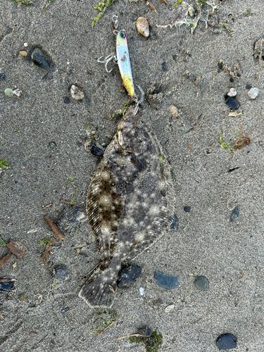 ソゲの釣果