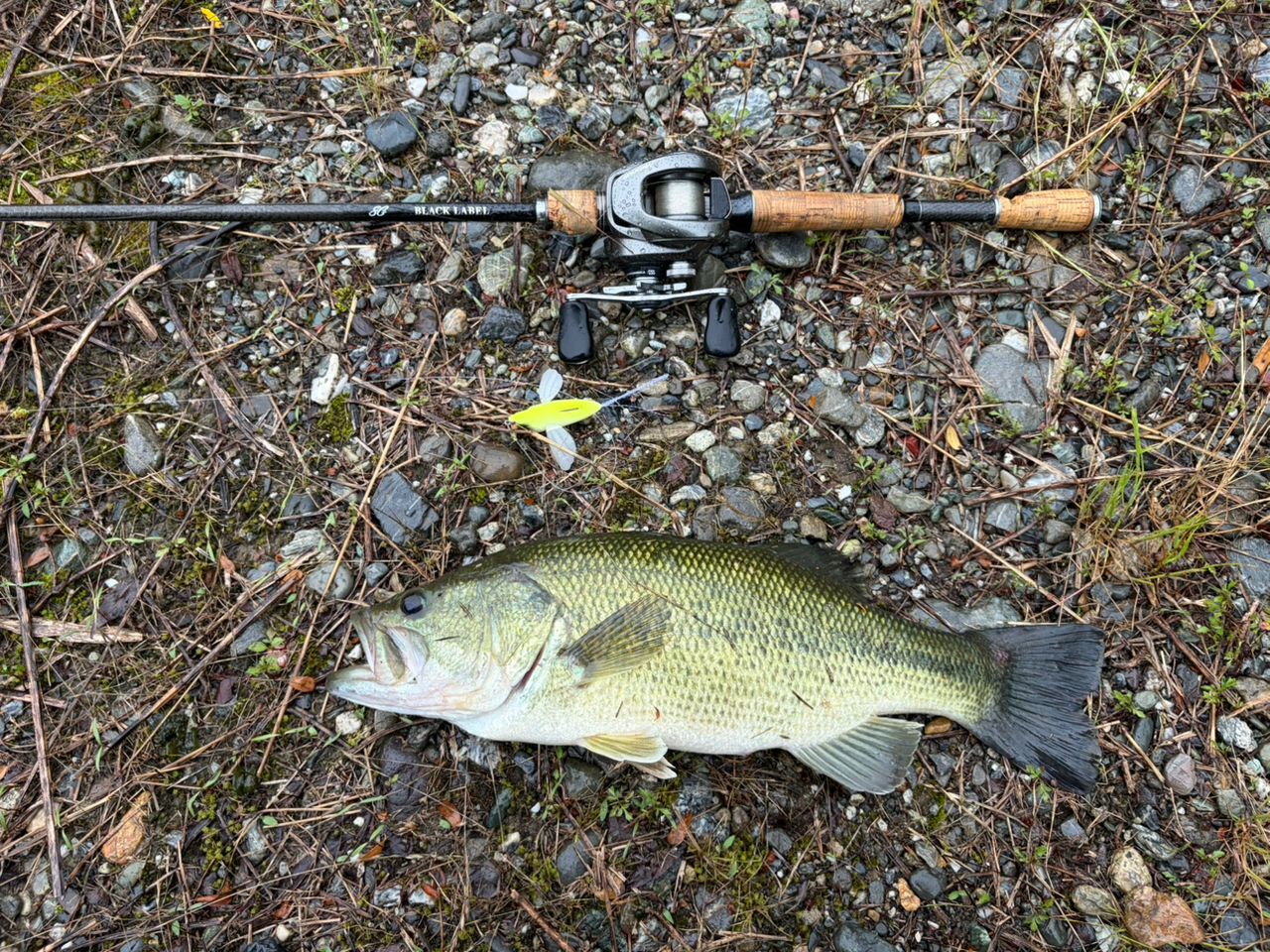 DAIWA 19ブラックレーベル SG 671L/ML+FBの最安値・インプレ・釣果