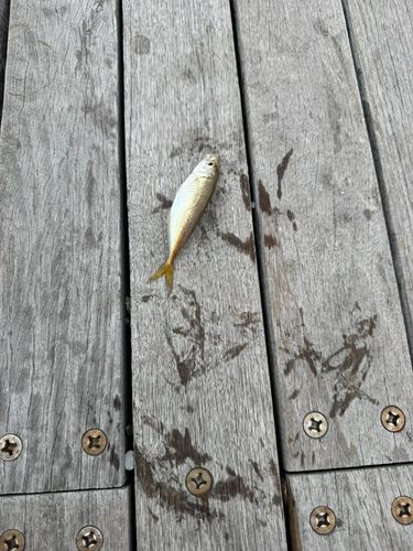 マアジの釣果