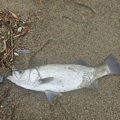 ヒラスズキの釣果