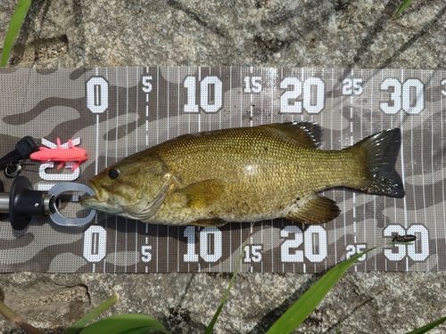 スモールマウスバスの釣果