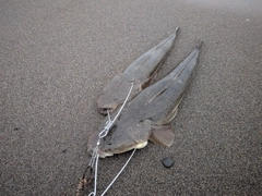 マゴチの釣果