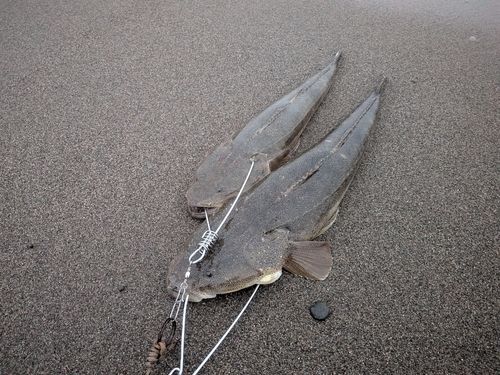 マゴチの釣果