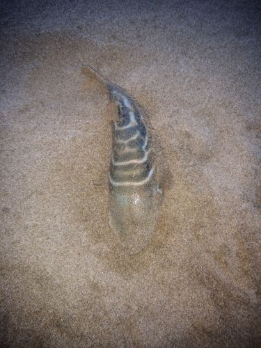 シマフグの釣果