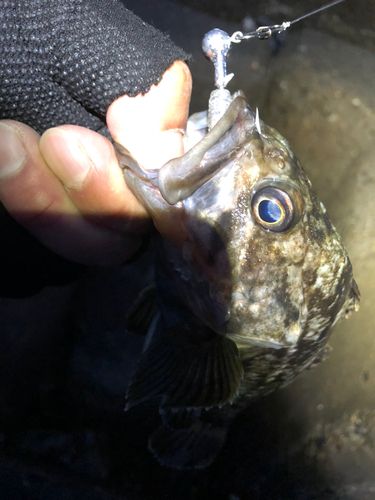 クロソイの釣果