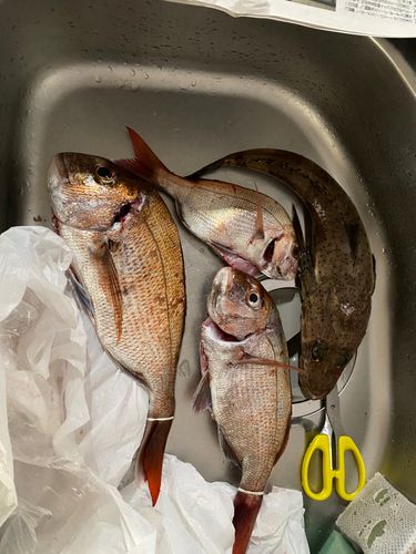 マダイの釣果