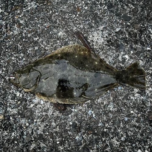 ヒラメの釣果