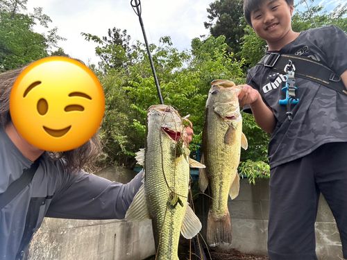 ブラックバスの釣果
