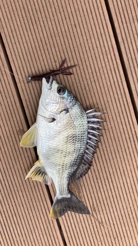キビレの釣果