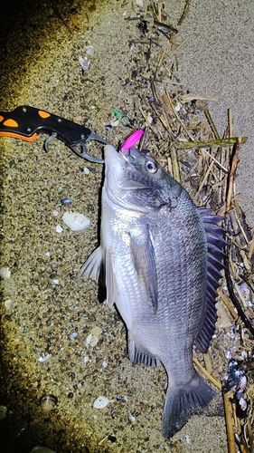 チヌの釣果