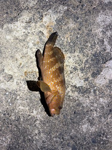 キジハタの釣果