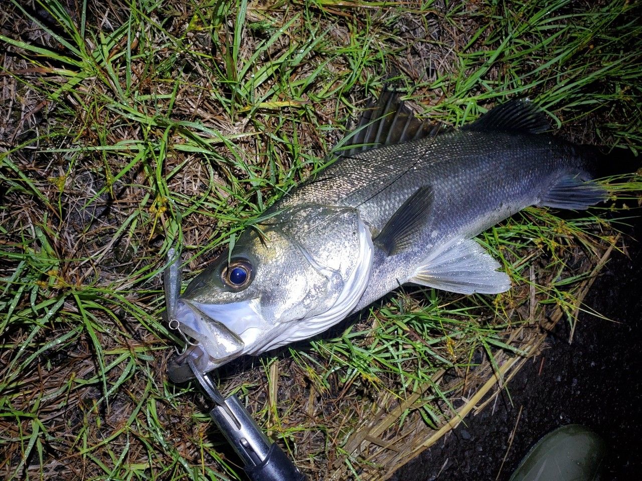 AbuGarcia 18ロキサーニ パワーシューター Rの最安値・インプレ・釣果
