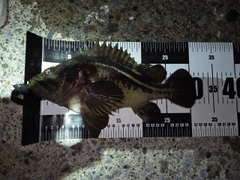 メバルの釣果