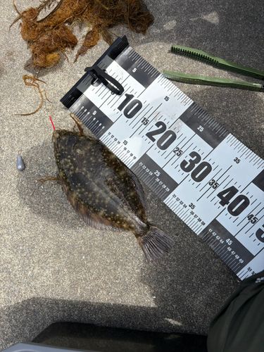 カレイの釣果