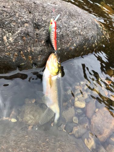 カワムツの釣果