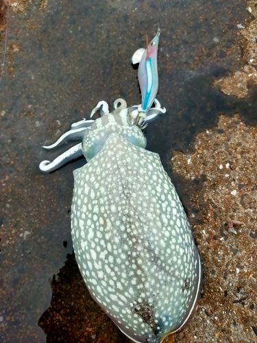 シリヤケイカの釣果