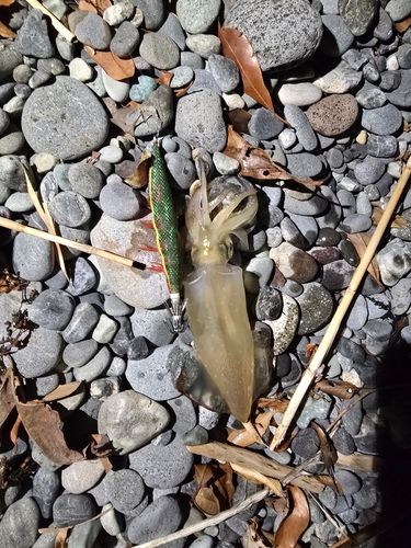 ケンサキイカの釣果