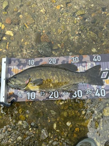 栃木県で釣れたライギョの釣り・釣果情報 - アングラーズ | 釣果600万