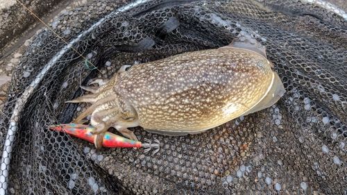 シリヤケイカの釣果