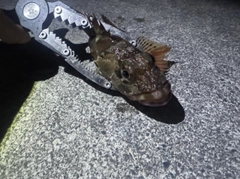 カサゴの釣果