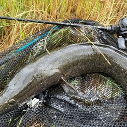 ライギョの釣果・釣り情報まとめ【2026年最新】 - アングラーズ | 釣果