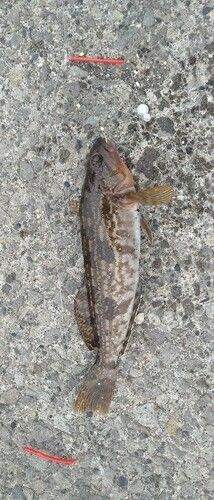 アイナメの釣果