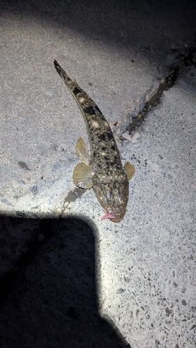 マゴチの釣果