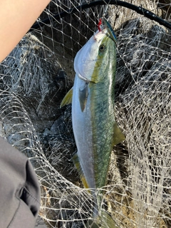 ワラサの釣果