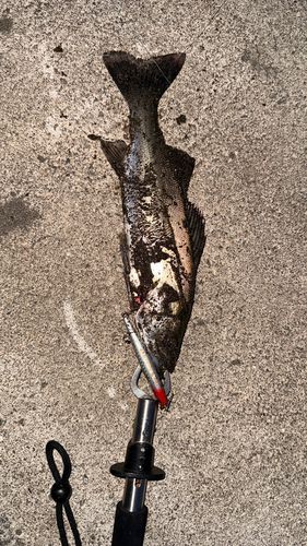 セイゴ（マルスズキ）の釣果