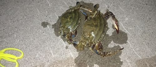 ワタリガニの釣果