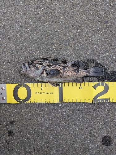 クロソイの釣果