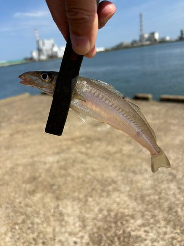 キスの釣果
