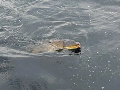 コイの釣果