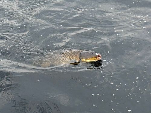 コイの釣果