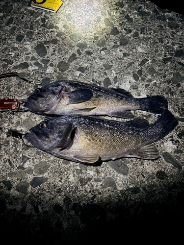 クロソイの釣果