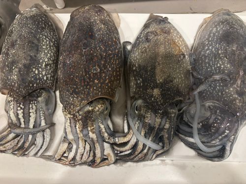 シリヤケイカの釣果