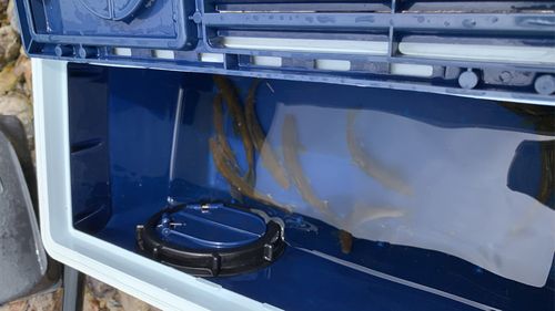 アユの釣果
