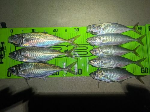 アジの釣果