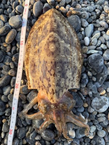 コウイカの釣果