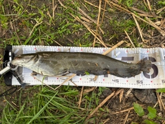 マナマズの釣果