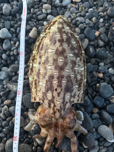 カミナリイカの釣果