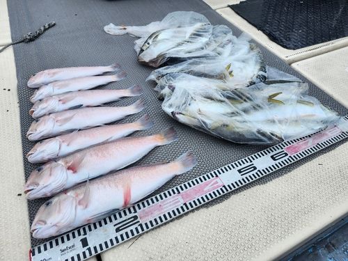 シロアマダイの釣果