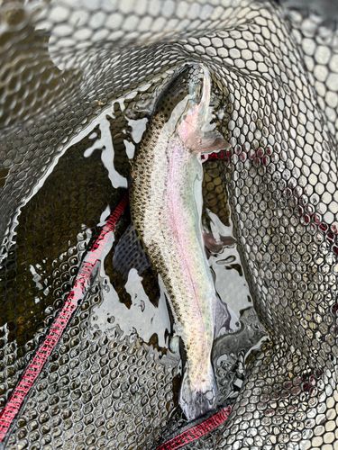 トラウトの釣果