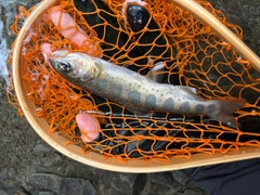 アマゴの釣果