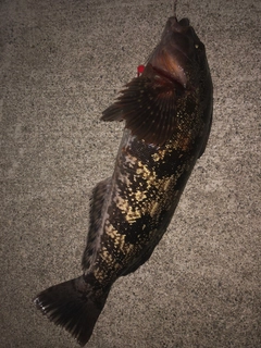 アイナメの釣果