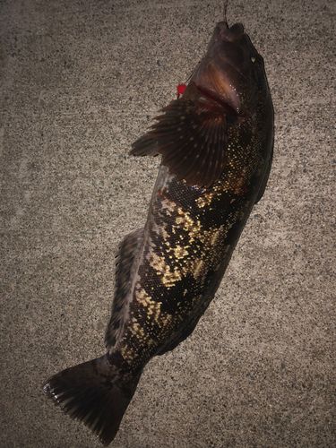 アイナメの釣果
