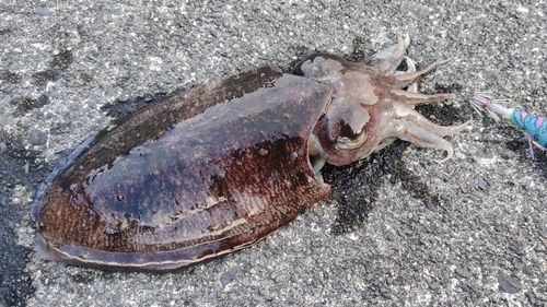 コウイカの釣果